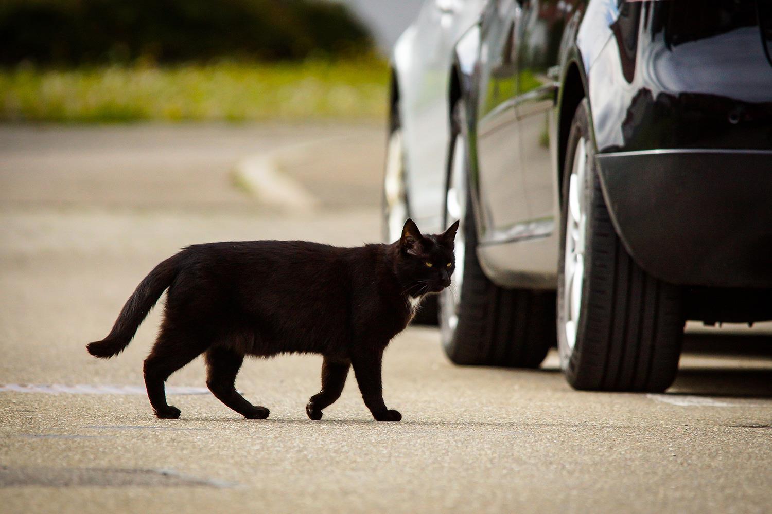 More Moggy Protection Iam Roadsmart Backs Changes To The Road Traffic Act