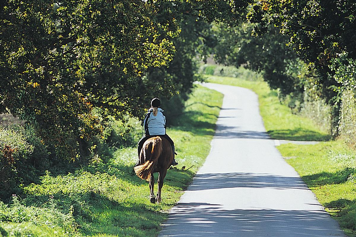 How to deal with horses on the road MCN