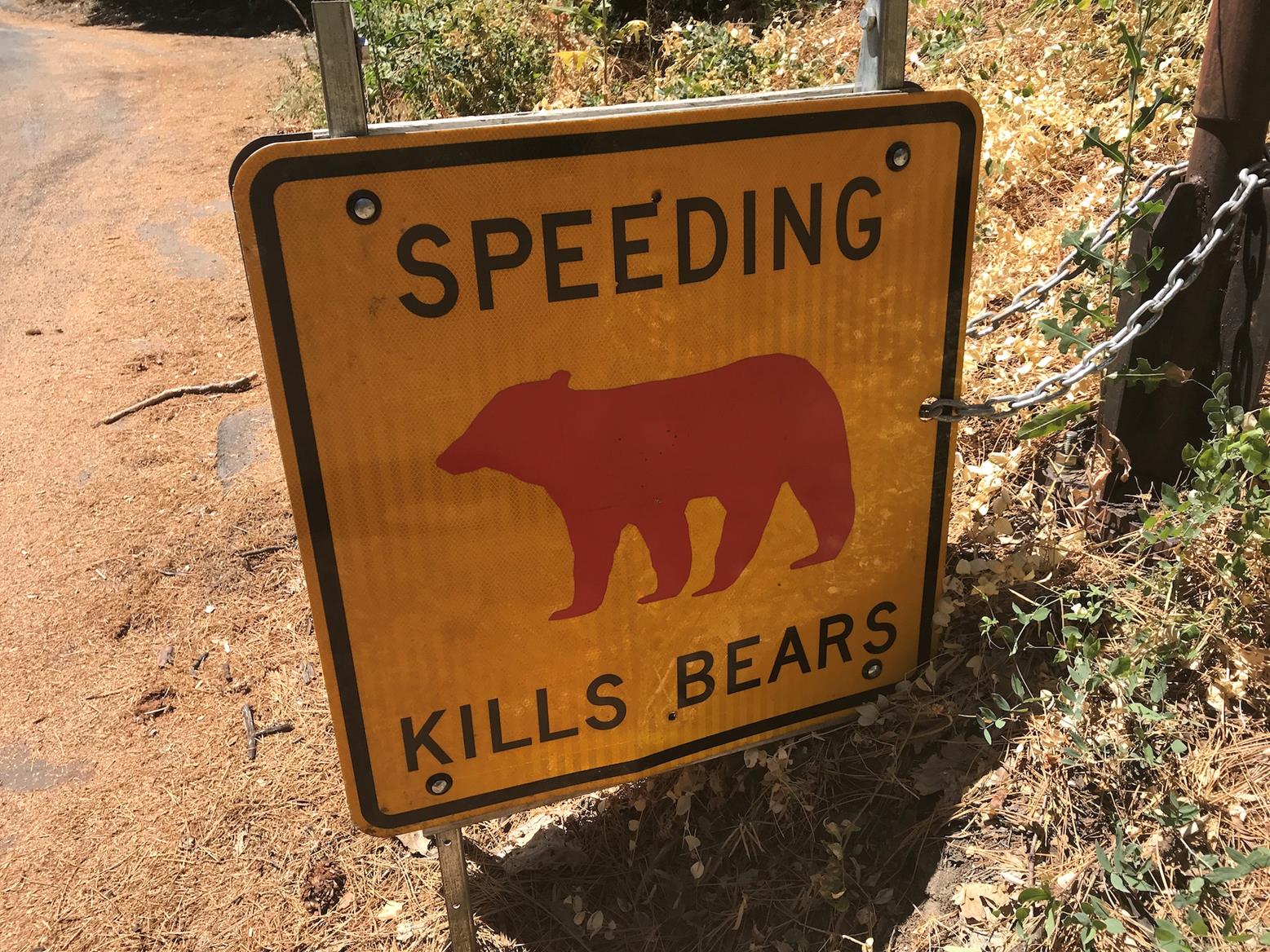 Bear in the woods Bear in the woods