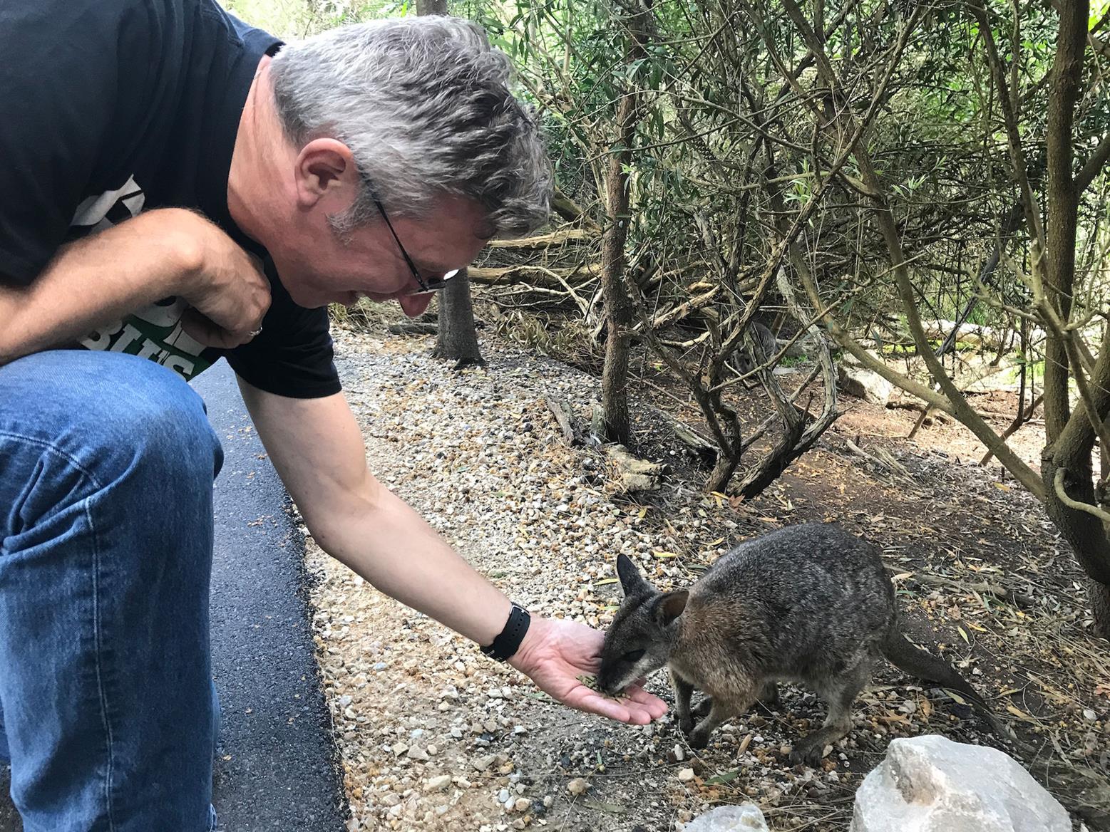 Feeding a wallaby Feeding a wallaby