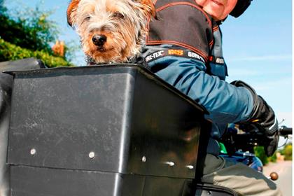 Pepper the Terrier is the oldest dog here at 10 years old - 70 years old in dog years!