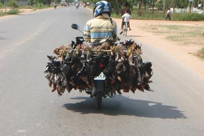 Live chickens on the way to market