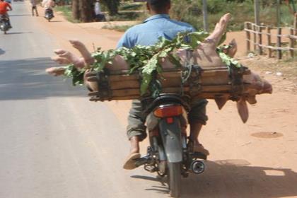 The pigs on the back of this bike are going to market. The driver has covered their bellies with grass and twigs so they don't get sun burned