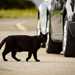 A black cat walking on a road