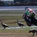 Red flags were waved at Phillip Island due to geese