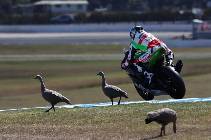 Red flags were waved at Phillip Island due to geese