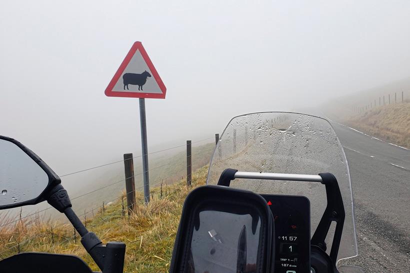 Long-term test Yamaha Ténéré 700 World Raid sheep crossing