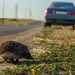 Hedgehog crossing the road