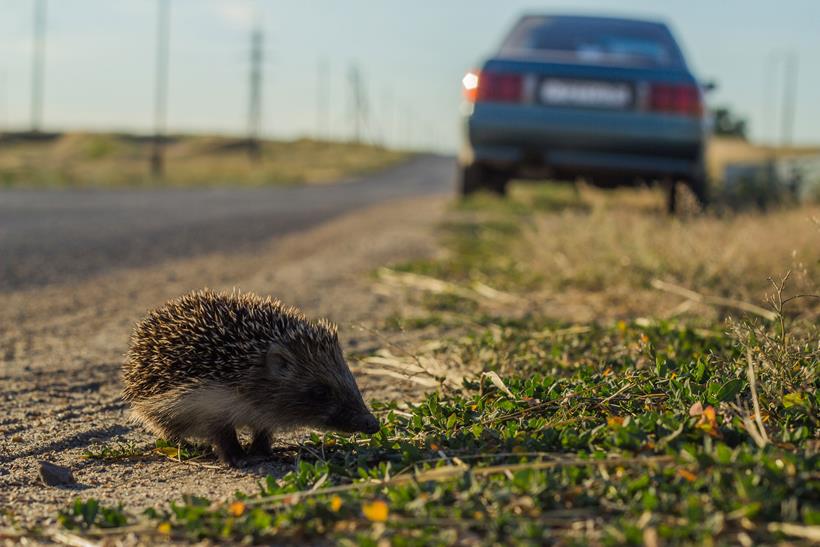 Hedgehog crossing the road