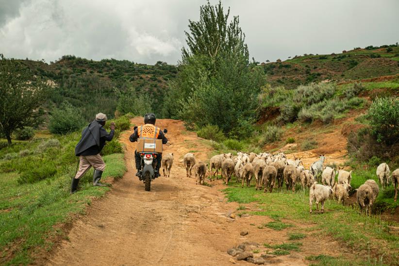 Riders for Health rider passing shepherd