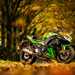 Kawasaki motorcycle in the woods with autumn leaves