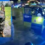 Police dog pursuit sees motorcycle thief arrested on a Monday and jailed on the Wednesday