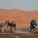 KTM 790 Adventure with camels