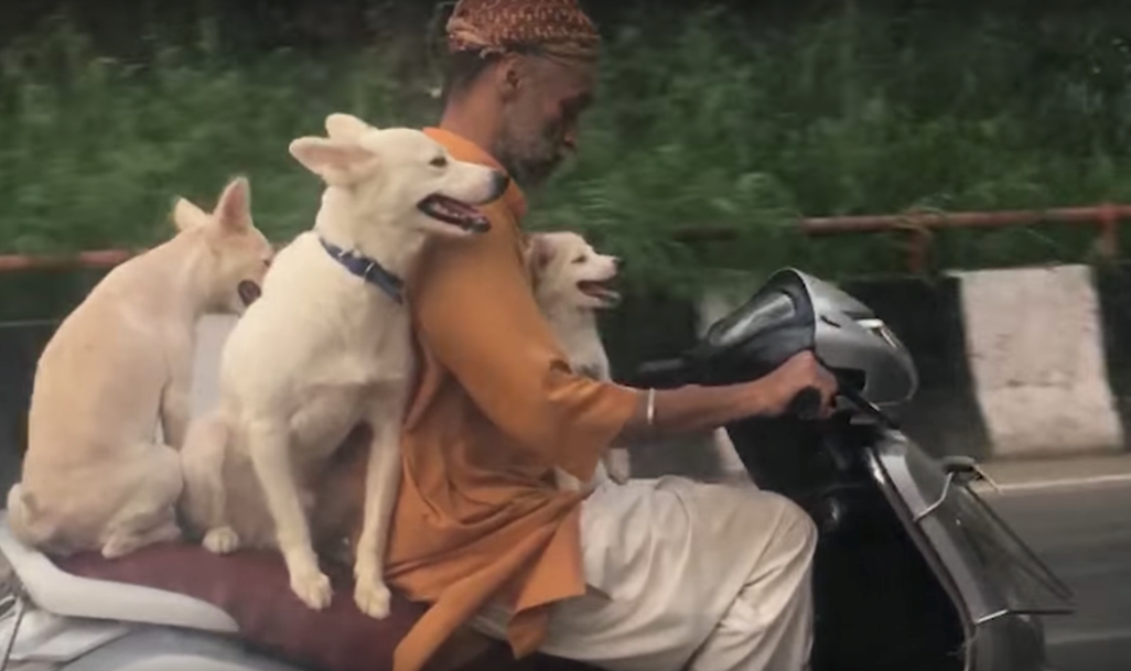 Video: Man takes his three dogs for a ride