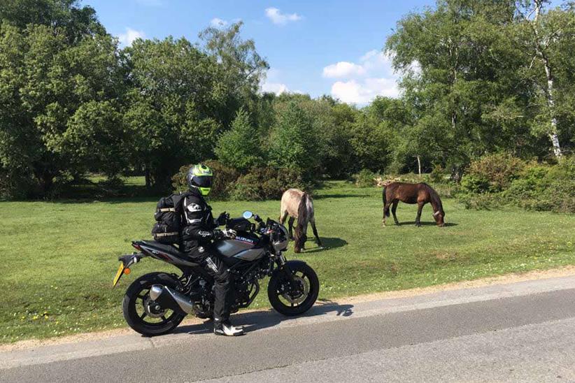 Dan defies the neigh-sayers to arrive in the New Forest