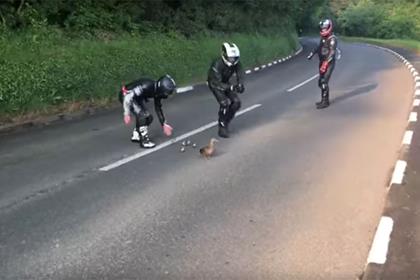 Bikers rescue ducks at the Isle of Man TT course