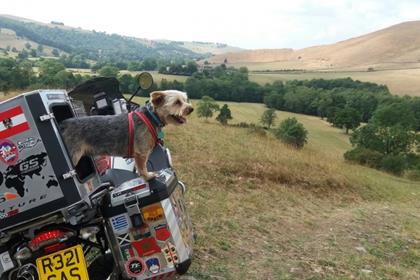 Tilly looks out over the landscape 