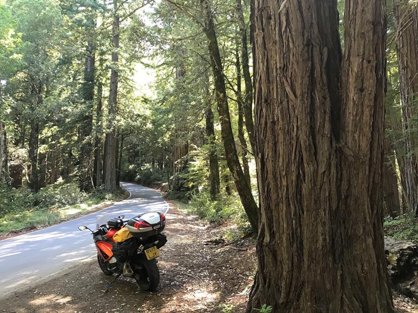 Redwood groves