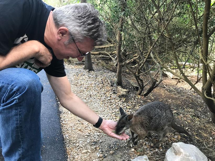 Feeding a wallaby