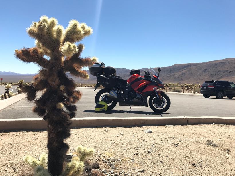 Cholla cactus