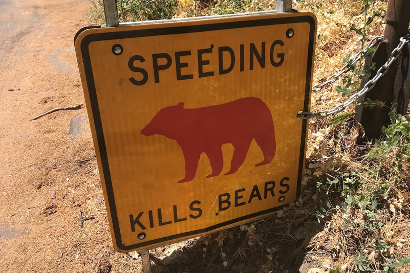 Bear sign