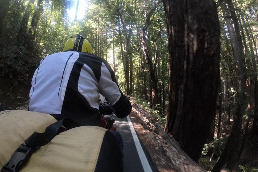 Redwood riding