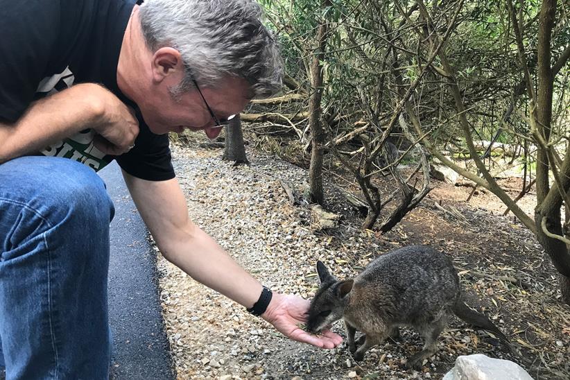 Feeding a wallaby