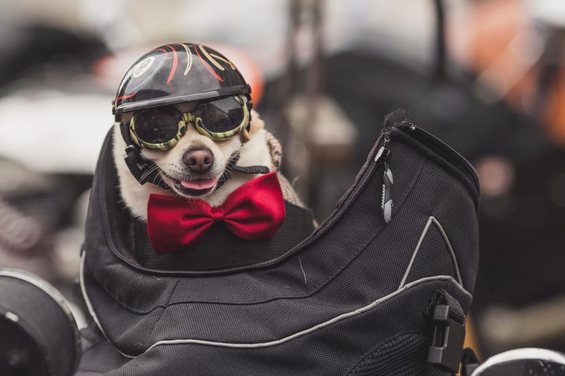 Distinguished Gentleman's Ride 2015 dog in a helmet