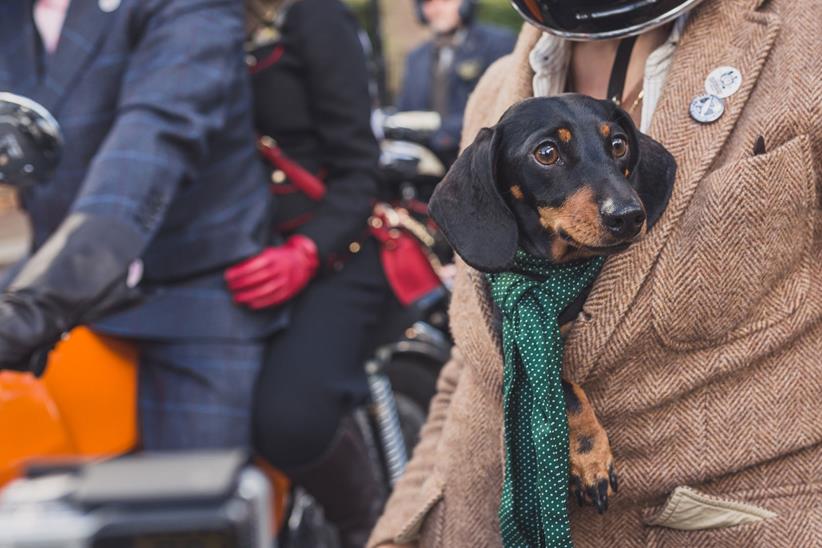 Distinguished Gentleman's Ride 2015 dog in a jacket