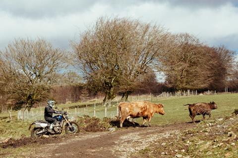 Cow herding…on a bike! Ex-Great Escape Triumph TR6 is a firm farm favourite