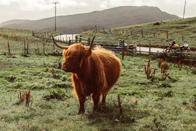 Highland cows welcome you to Scotland